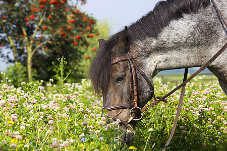 牧马在草原上花朵场地马术鬃毛动物棕色草地马头火焰农村图片