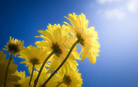 黄花花瓣植物群阳光黄色天空背景图片