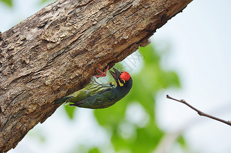 铁匠巴盘刺在一棵树上生物鸟类野兽翅膀脊椎动物多样性植物热带森林铜匠图片