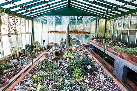 Cactus 温室灌溉农业植物学热带种植园植物花朵培育绿色农场图片