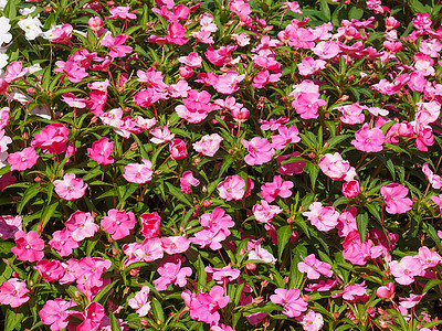 凤仙花新几内亚花植被植物紫色岛屿粉色花朵植物群家庭图片