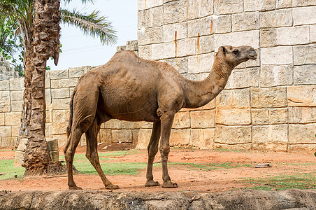 骆驼运输太阳旅游旅行哺乳动物荒野动物野生动物干旱沙丘图片
