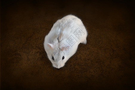 棕色背景的白色仓鼠老鼠哺乳动物动物眼睛毛皮宠物图片