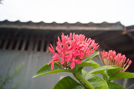 粉红罗伏尔菲亚蛇纹花摄影植物粉色叶子背景图片