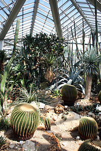 棕榈园热带亚热带展览绿色情调温室花园生产吸引力异国图片