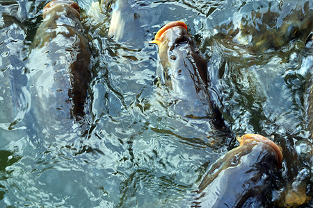 层形雕刻池塘渔业鱼池人群鲤鱼图片