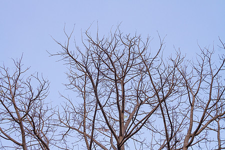 天空上枯树的分枝图片