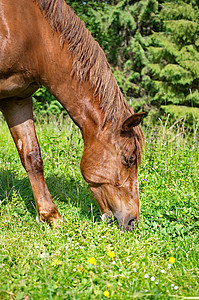 棕色马匹 放牧绿草头发农村国家场地尾巴哺乳动物农场草地鬃毛绿色图片