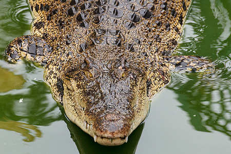 咸鳄鱼在水中沼泽捕食者濒危伏击爬虫皮肤野生动物尾巴连体猎人图片