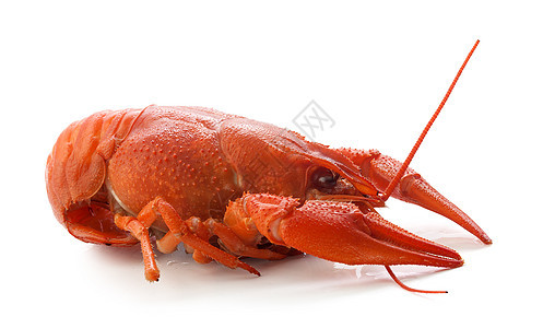 煮鱼生物红色动物甲壳食物海鲜背景图片