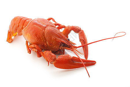 煮鱼红色海鲜动物甲壳食物生物背景图片