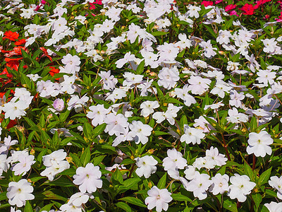 凤仙花新几内亚花植被岛屿家庭粉色植物群植物紫色花朵图片