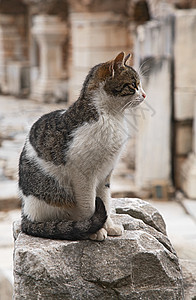 Ephesus 的猫动物历史考古学建筑学柱子火鸡纪念碑旅行废墟文化背景图片