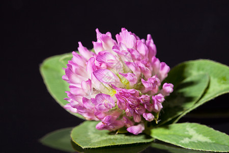 在黑色背景上隔离的粉红色立花单花  宏观植物花瓣财富叶子三叶草绿色植物群季节运气图片