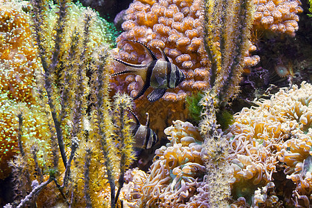 水族馆中的Pterapogon鱼类图片