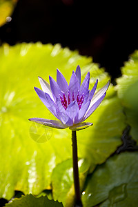 手绘蓝色莲花牛油道省a蓝色杯子植物树叶百合花艺玫瑰生物学叶子池塘背景