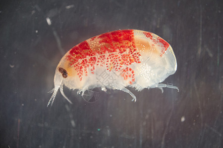两栖生物底栖动物学红色科学黄色小龙虾动物海洋生物学图片
