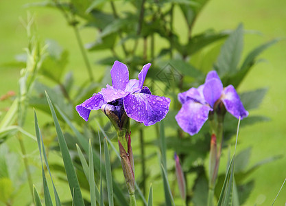 虹根茎植物萼片花粉花园图片