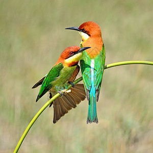 栗子头食蜜蜂者蜂鸟绿色野生动物橙子动物荒野羽毛环境动物群热带背景图片