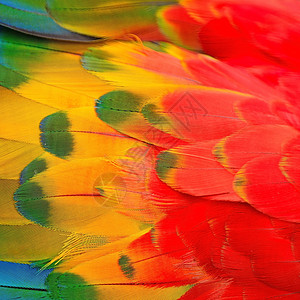 羽毛蓝色鹦鹉情调彩虹黄色热带野生动物动物异国红色图片