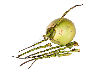 椰子情调饮食白色棕榈营养食物异国绿色水果圆形图片