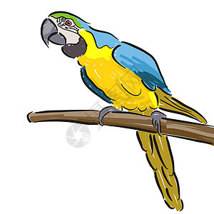 Macaw 硬体手绘卡通片宠物插图毡笔动物草图绘画鹦鹉背景图片