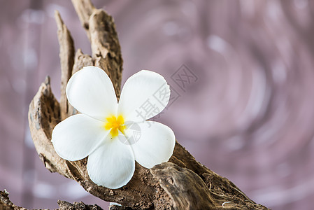 木头上的frafipaani花朵花瓣季节温泉热带生活植物茉莉花雌蕊鸡蛋花花园图片
