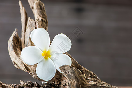 木头上的frafipaani花朵桌子茉莉热带温泉鸡蛋花雌蕊花瓣生活茉莉花树叶图片