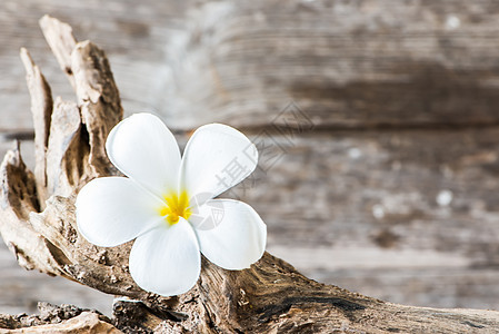 木头上的frafipaani花朵香水热带茉莉花瓣桌子生活花园温泉季节植物学图片