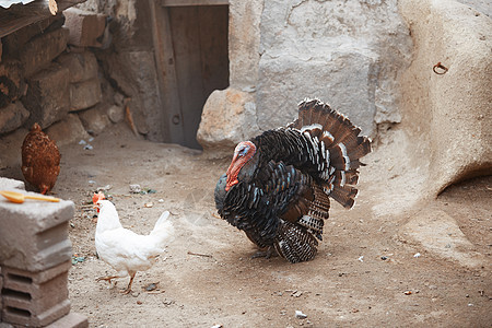 公鸡和土耳其公鸡图片