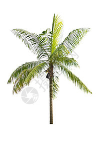 白色背景的棕榈树植物叶子绿色植物学异国气候热带生长植物群情调图片