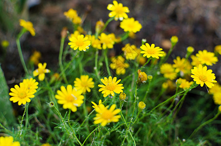 小黄色花朵 花园里有黄花粉花瓣宏观天空美丽植物季节园艺雏菊叶子太阳图片