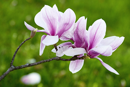 木兰花花紫色花园叶子生长植物粉色花束红色花店女性化图片