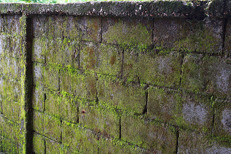 绿墙藻类植物植被维管栅栏绿化背景