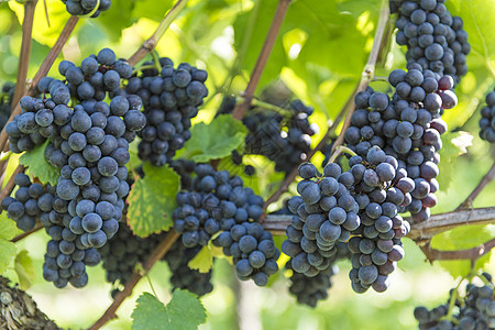 葡萄园里有红葡萄营养农业紫色藤蔓国家阳光酒厂收成红色黑色图片