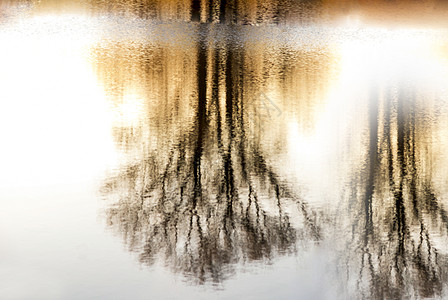 树木轮自然保护区池塘树干水面倒影镜子漫滩图片