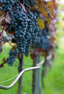 红葡萄紫色国家红色食物葡萄园收成营养水果黑色酒厂图片