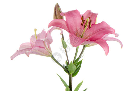 粉粉百合花束投标压痛植物群柔软度白色庆典植物花店花园图片