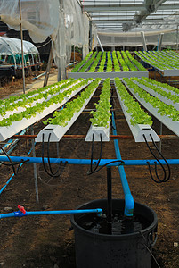 红橡树 绿橡树 种植水栽培植物f培育生长环境沙拉农场市场花园叶子温室生产图片