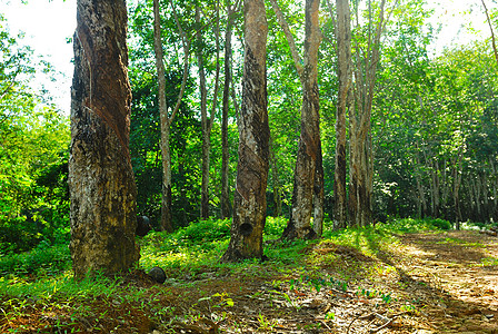 旧橡胶树 橡胶和环状木 橡胶采掘牛奶生长农场叶子树干乳胶丛林植物森林松紧带图片