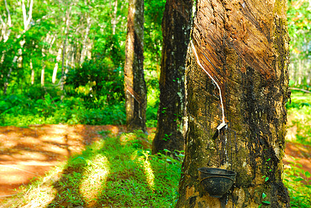 旧橡胶树 橡胶和环状木 橡胶采掘生长材料树液叶子热带橡皮植物森林树干松紧带图片