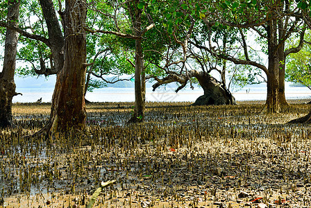 红树和沙滩上的根天空叶子公园晴天野生动物海岸沼泽丛林森林支撑图片