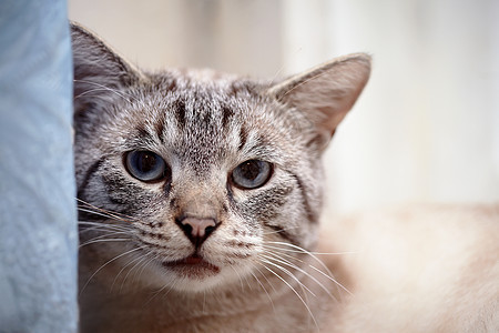 一条条纹蓝眼猫的肖像好奇心小猫哺乳动物爪子宠物晶须乐趣友谊眼睛耳朵图片