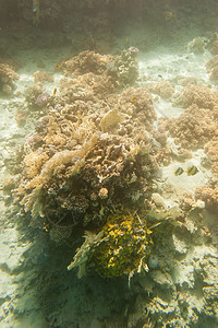 水下珊瑚礁异国环境潜水野生动物生活动物情调水族馆荒野墙纸图片