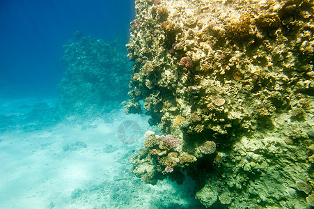水下珊瑚礁情调潜水生活异国环境生态水族馆海洋动物荒野图片