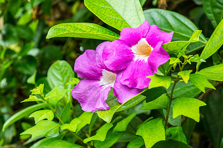 紫花朵黄色绿色种子白色花园粉色叶子花粉热带植物图片
