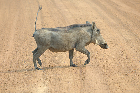 猪哺乳动物野生动物雉鸡象牙动物动物群图片