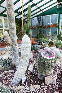 Cactus 温室培育热带花朵生产植物花园绿色情调灌溉异国图片