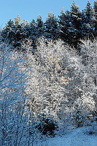 山上满是霜和积雪的树木公园降雪气候暴风雪森林太阳植物群照明首脑旅行图片