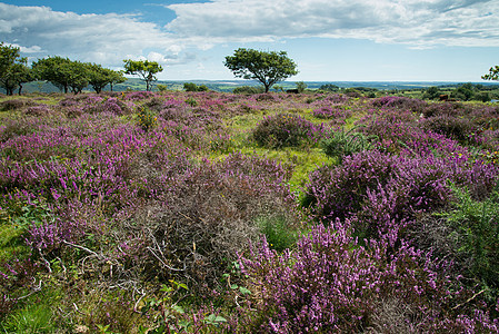 英国国家公园Moorland上的Helher岛农村场景草地野生动物场地风景紫色乡村草原荒地图片